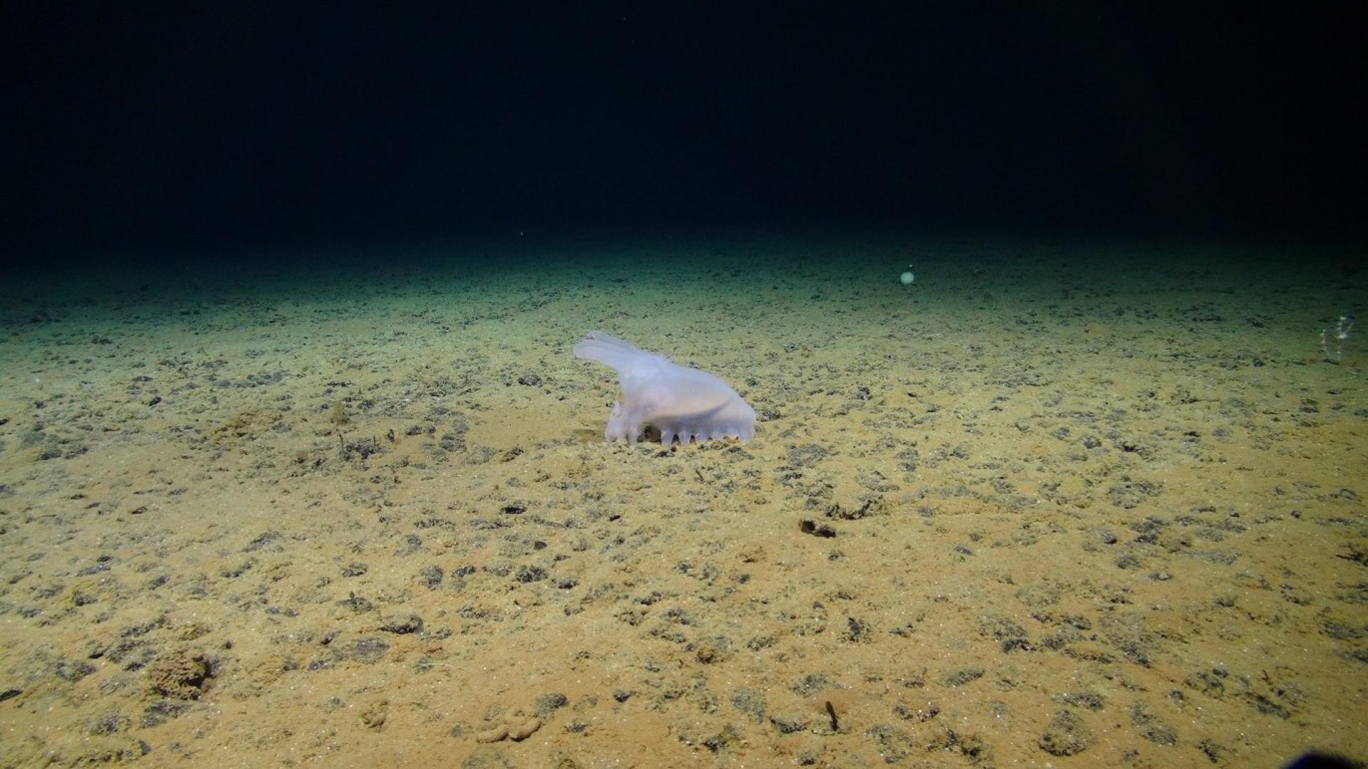 New study reveals how deep-sea animals may help sustain critical ocean habitats