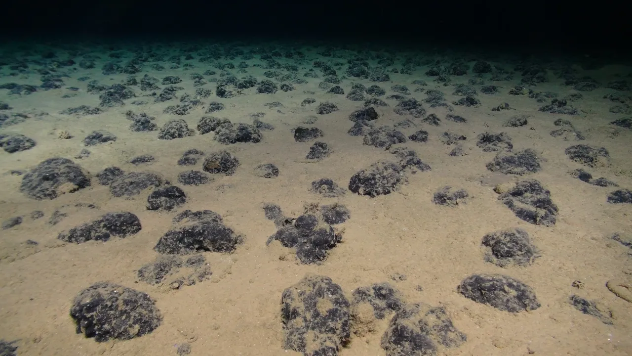 Clarion Clipperton Zone Seafloor
