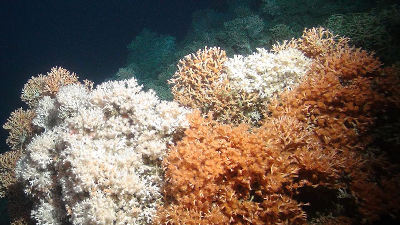 Marine Heatwaves