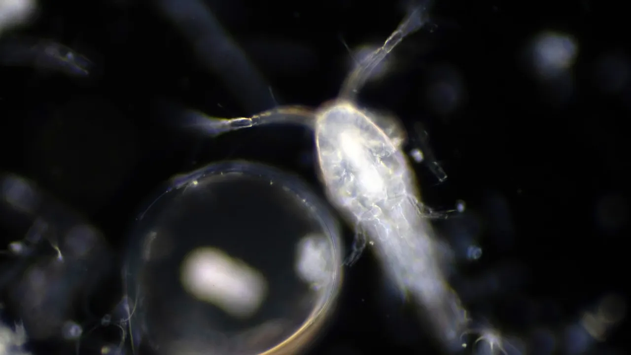 Plankton