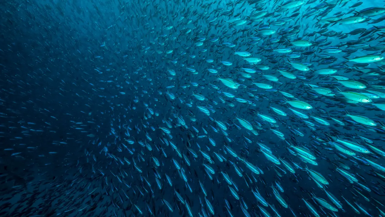 The middle of a shoal of fish