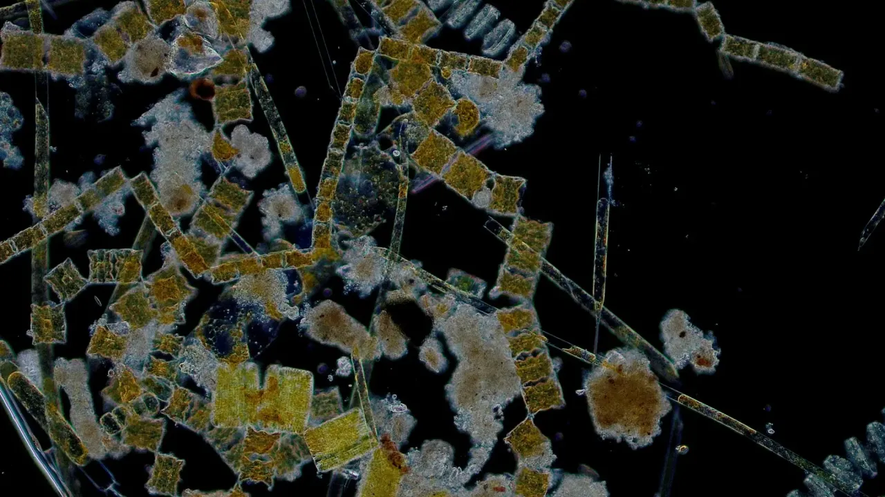 Cluster of Phytoplankton samples