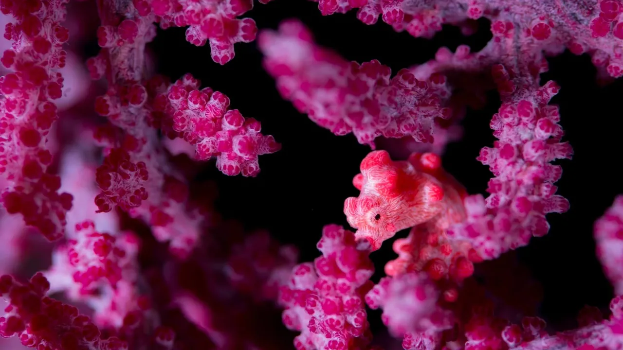Pink seahorse