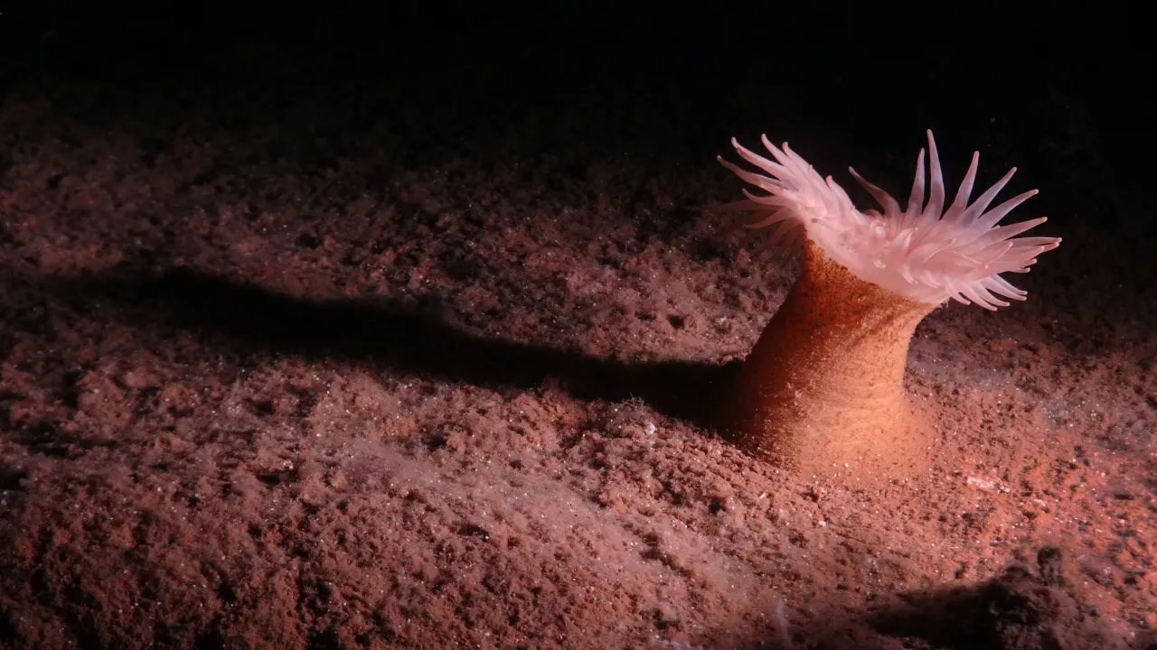 Biodiversity on the seabed
