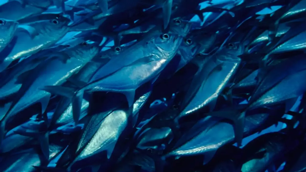 Shoal of fish