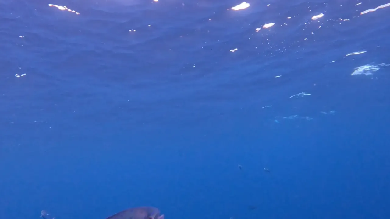 Fish swimming in clear water