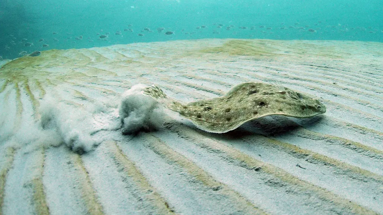 Sea floor with fish