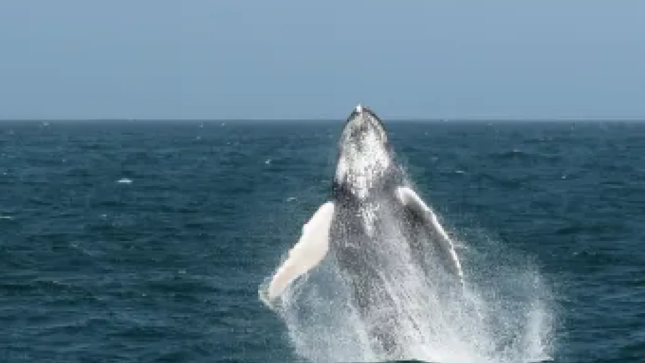 Humpack-Whale-SalRei-Boavista-JacobGonzalez-Solis_2022