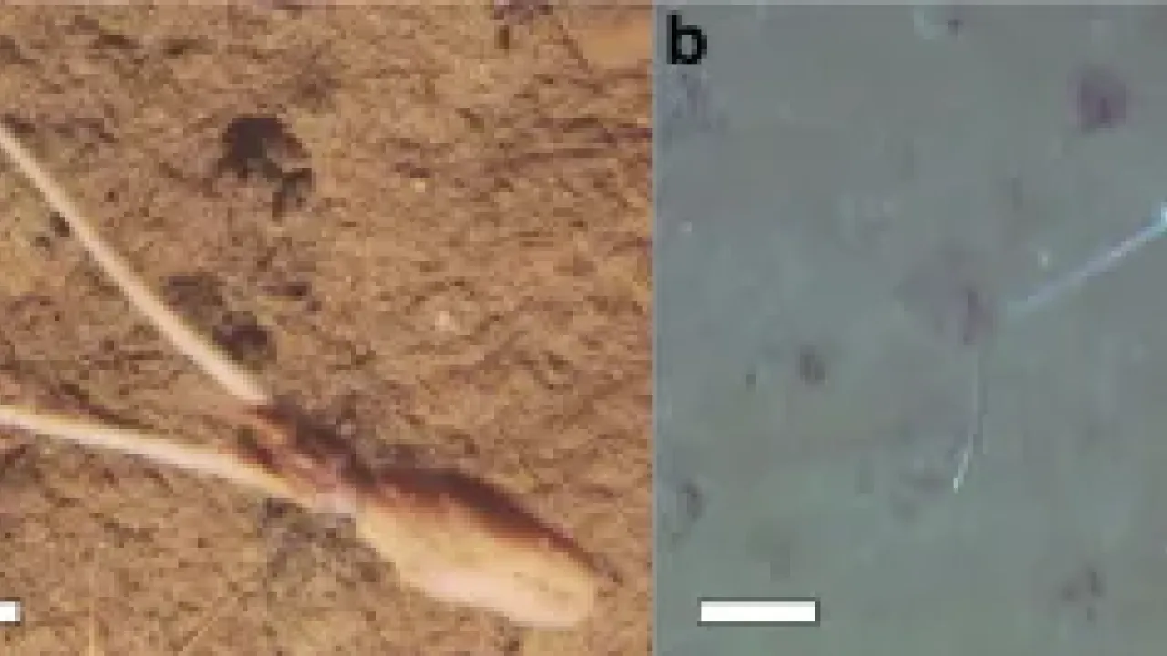 Muddy-Squid-SAMS-NOC-Mejia-Saenz-Fleming