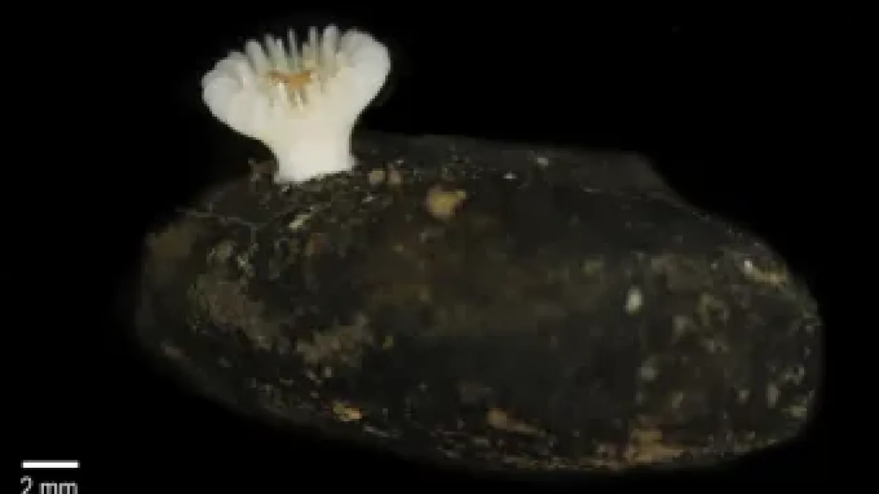 Deltocyathus zoemetallicus