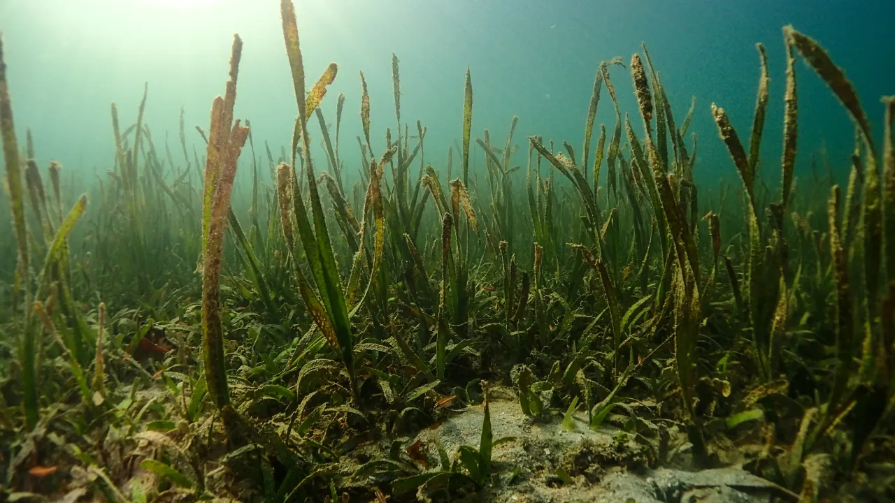 Seagrass