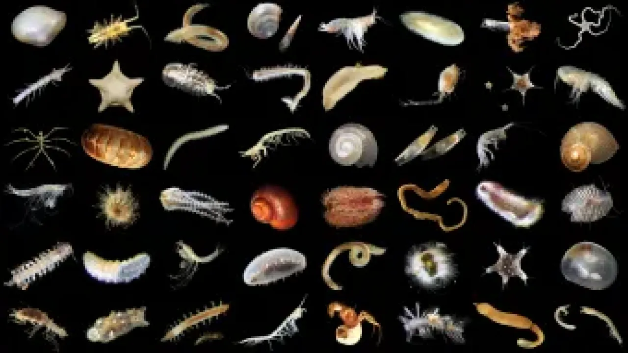The-diversity-of-abyssal-plain-animals-Credit-Natural-History-Museum-University-of-Gothenburg