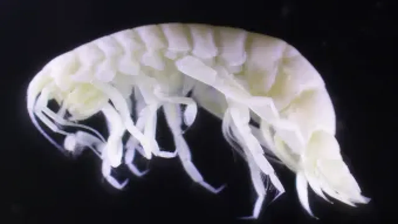 Vemana hortonae by Ed Hendrycks