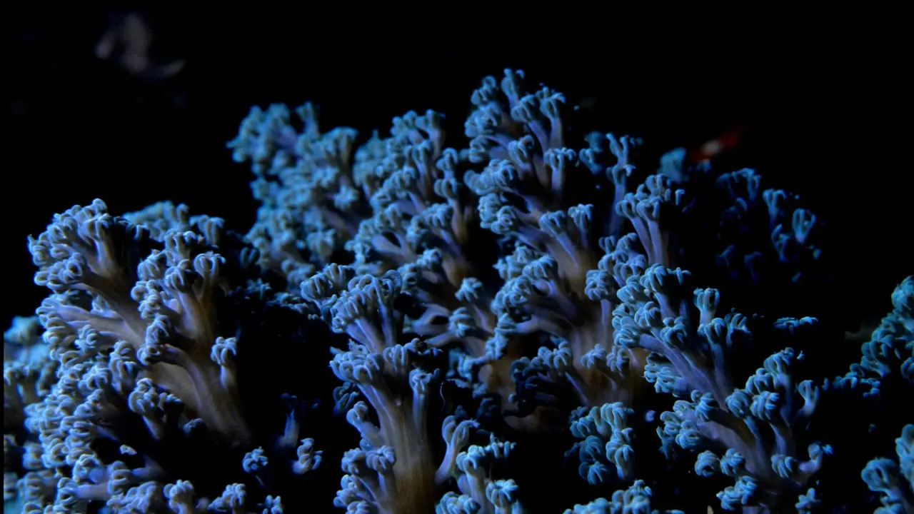 Blue coral reef
