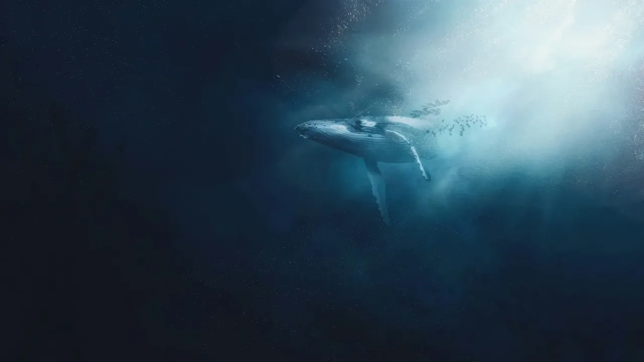Whale underwater
