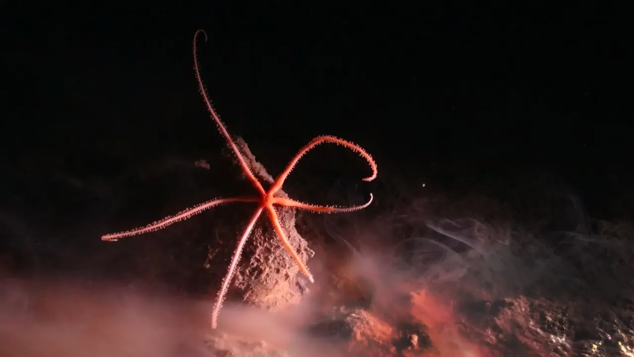 Seastar on a polymetallic module