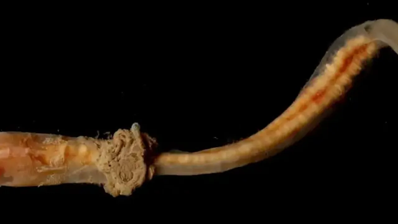 Abyssal acorn worm