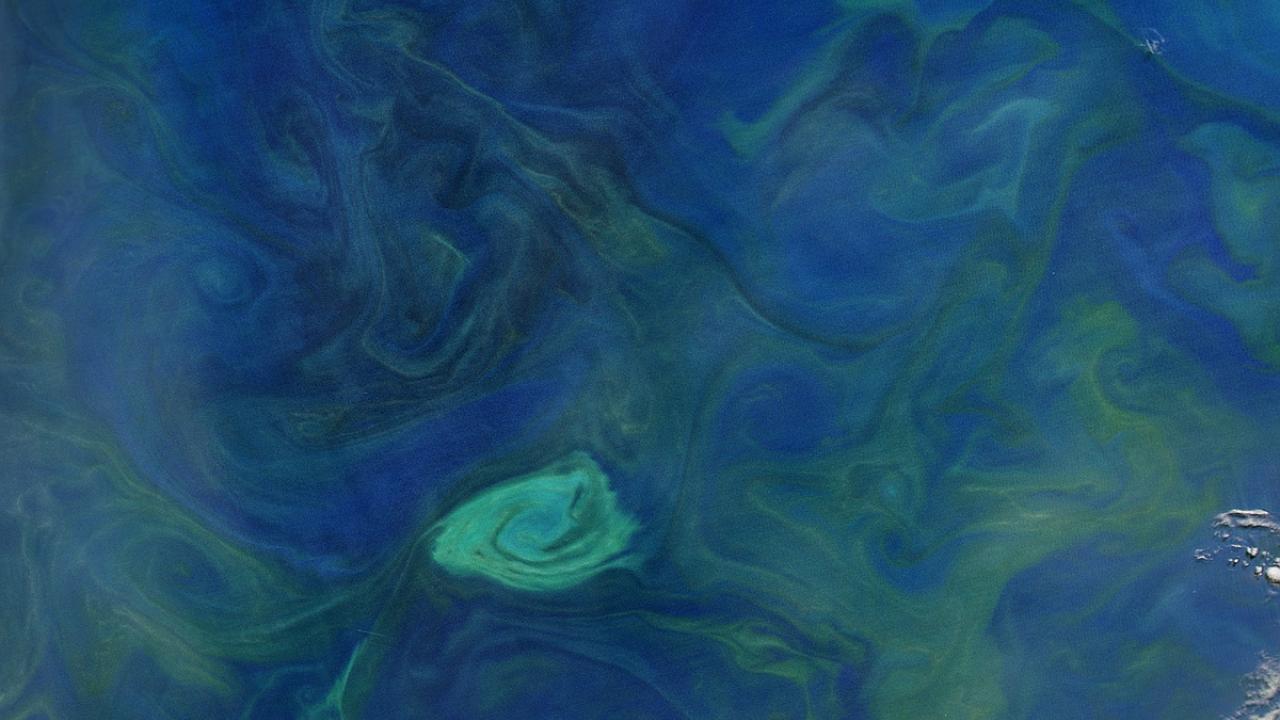 A phytoplankton-brightened cyclonic eddy swirling in the Tasman Sea