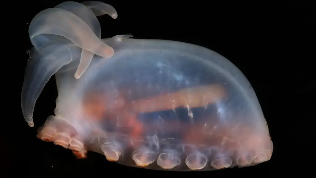 Amperima Sea Pig