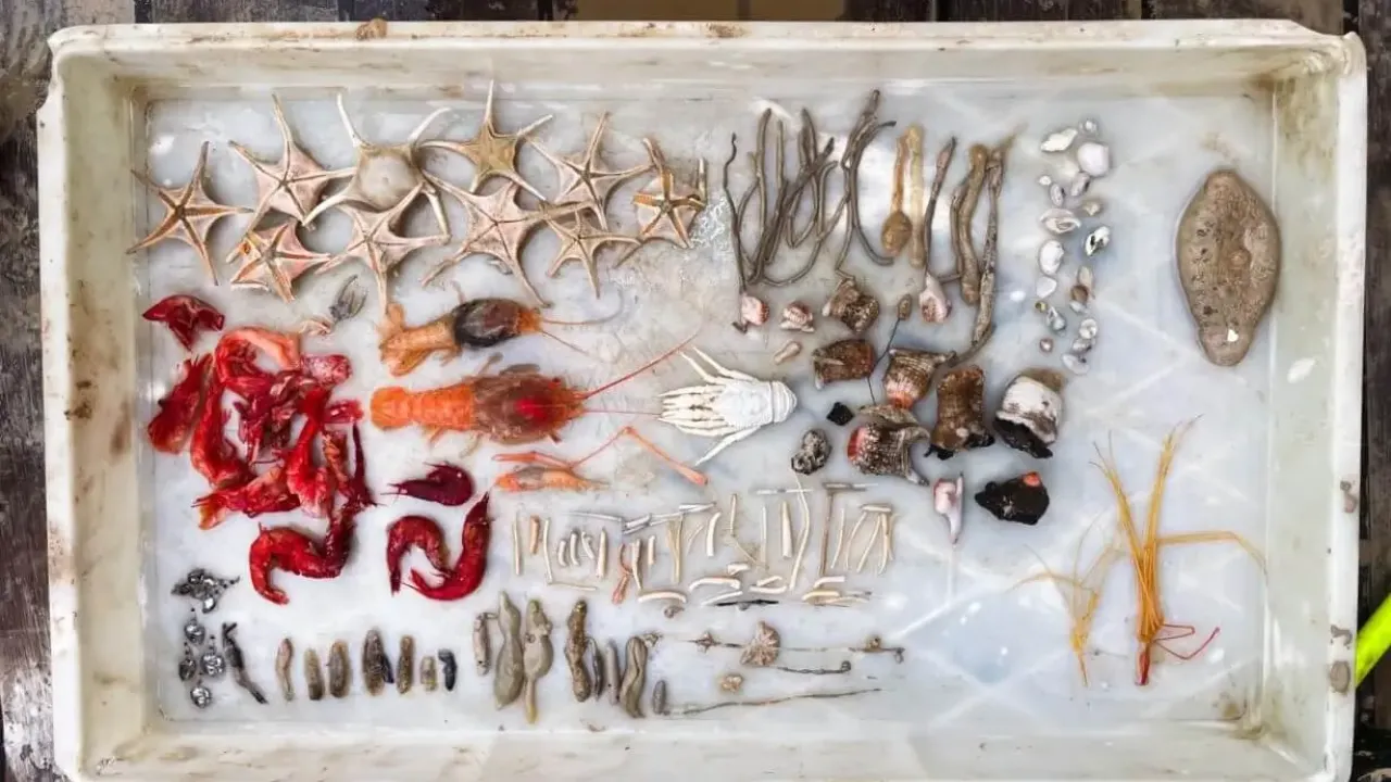 Assortment of invertebrates