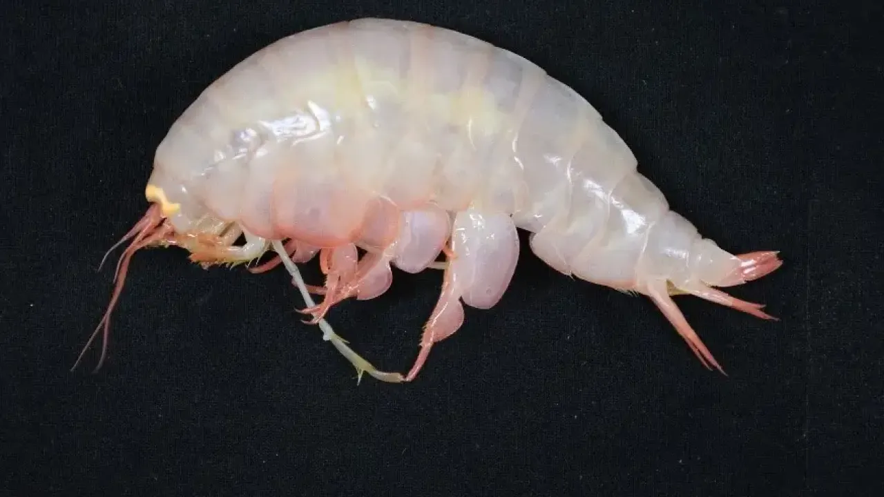Giant amphipod