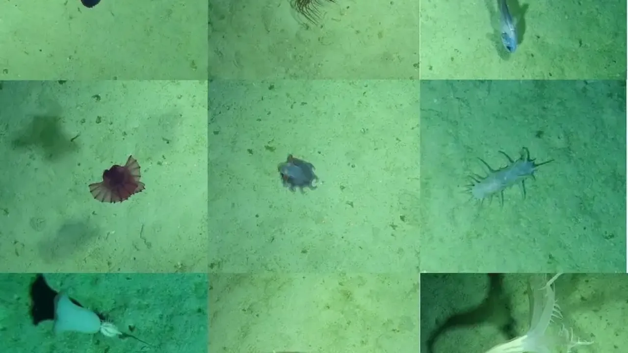 Images of creatures captured by HyBIS on JC263