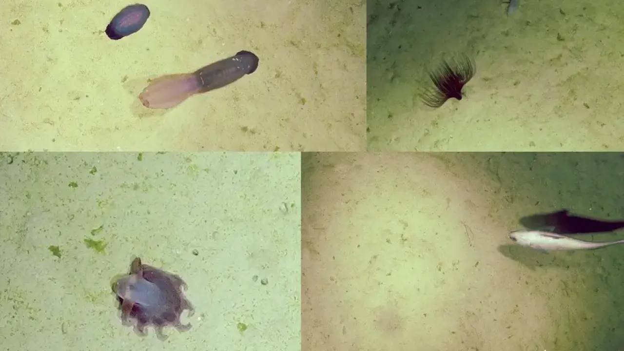 HyBIS sightings on JC263