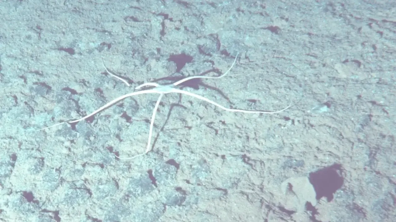 Ophiuroid