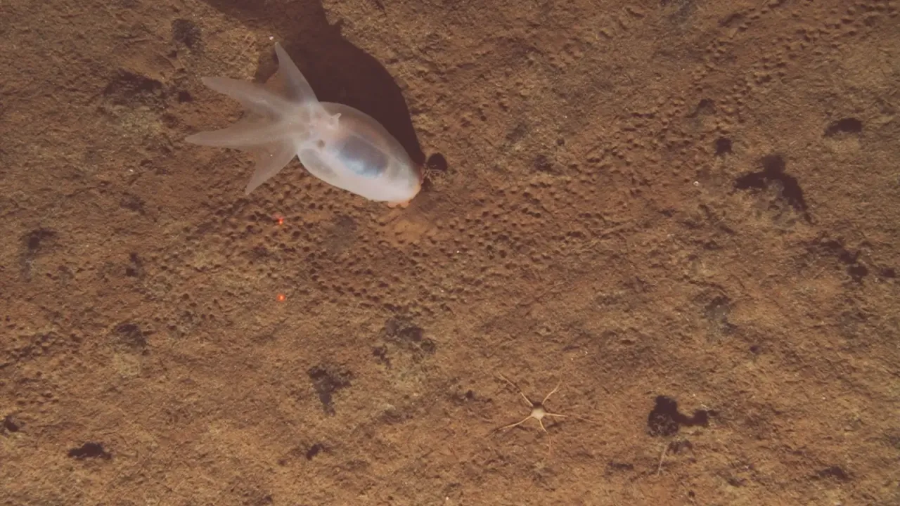 ROV dive on JC257 showing deep-sea biodiversity