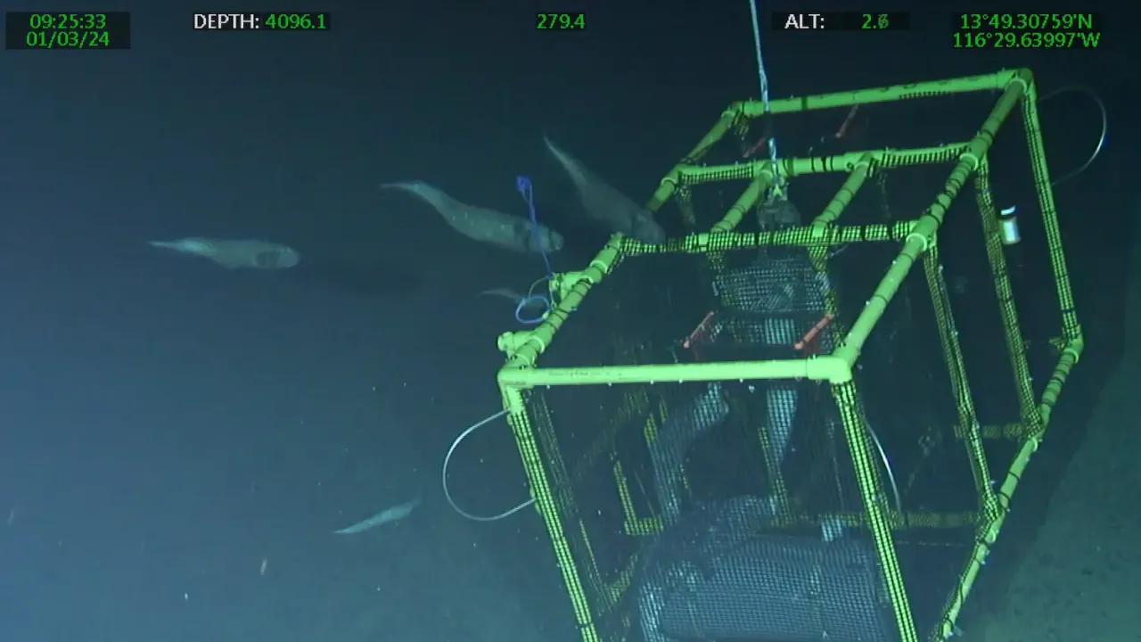 Screenshot of an ROV live feed