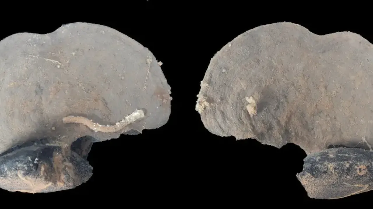 Xenophyophores