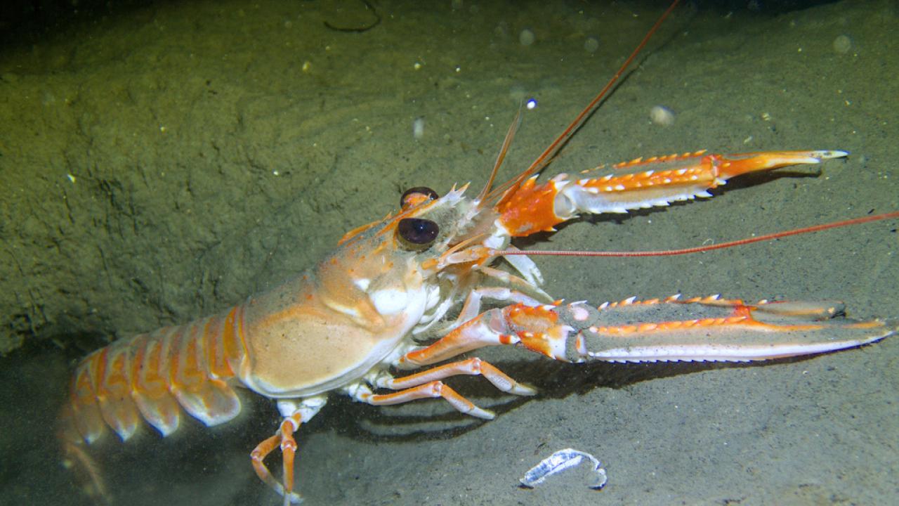 Nephrops Novegicus