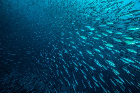 The middle of a shoal of fish