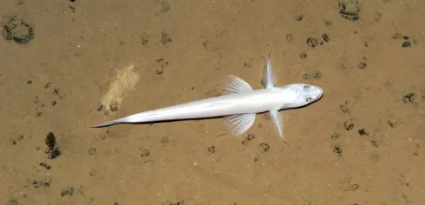 First UK Visit to Clarion Clipperton Zone – Northern Equatorial Pacific