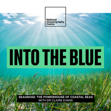 Why Seagrass Meadows Are Key In Combatting Climate Change