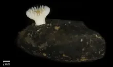 Deltocyathus zoemetallicus