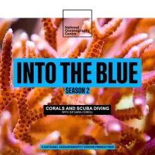 What Corals Tell Us About the Health of the Ocean and Scuba Diving Stories