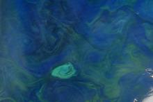 A phytoplankton-brightened cyclonic eddy swirling in the Tasman Sea