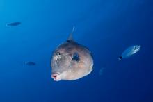 Grey Triggerfish