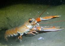 Nephrops Novegicus