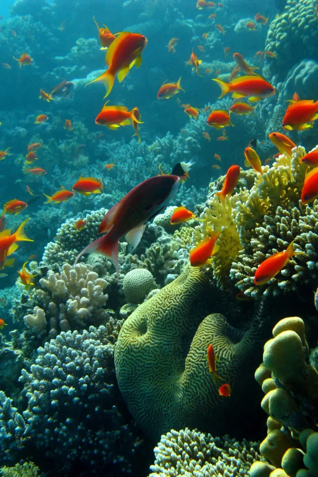 Human and Marine Interactions