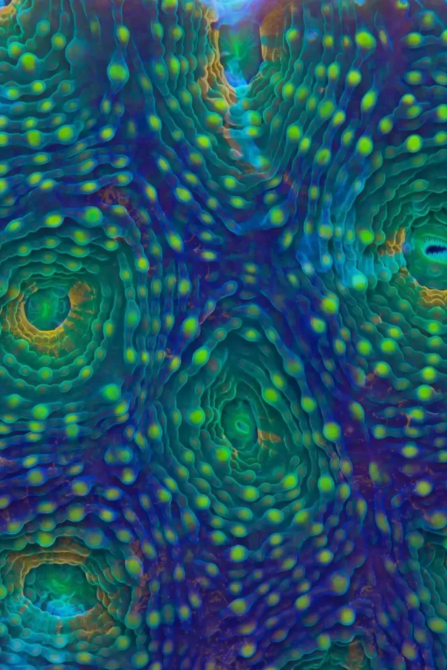 Marine Biogeochemistry