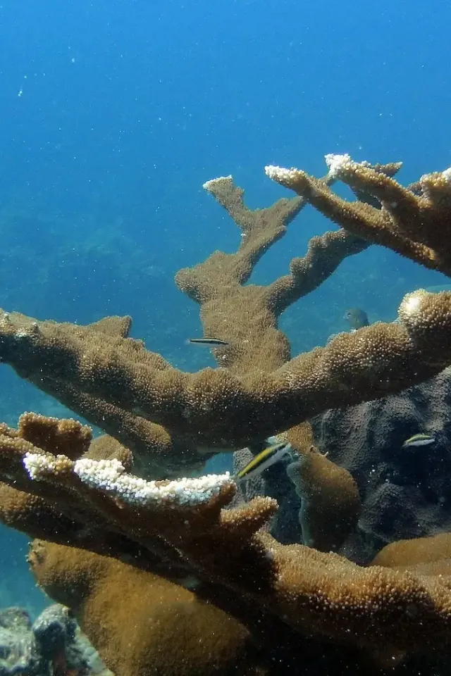 Marine Protected Areas