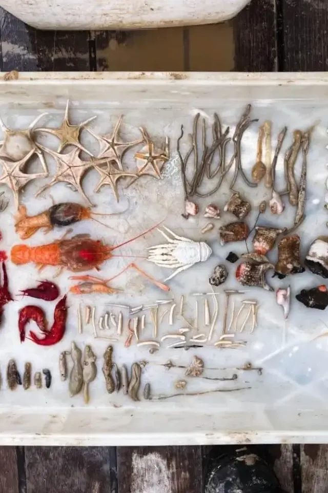 Coming Face to Face With the Deep Sea: Importance of Natural History Collection
