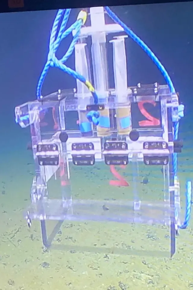 How Does Sediment Deposition Affect Abyssal Benthic Communities?