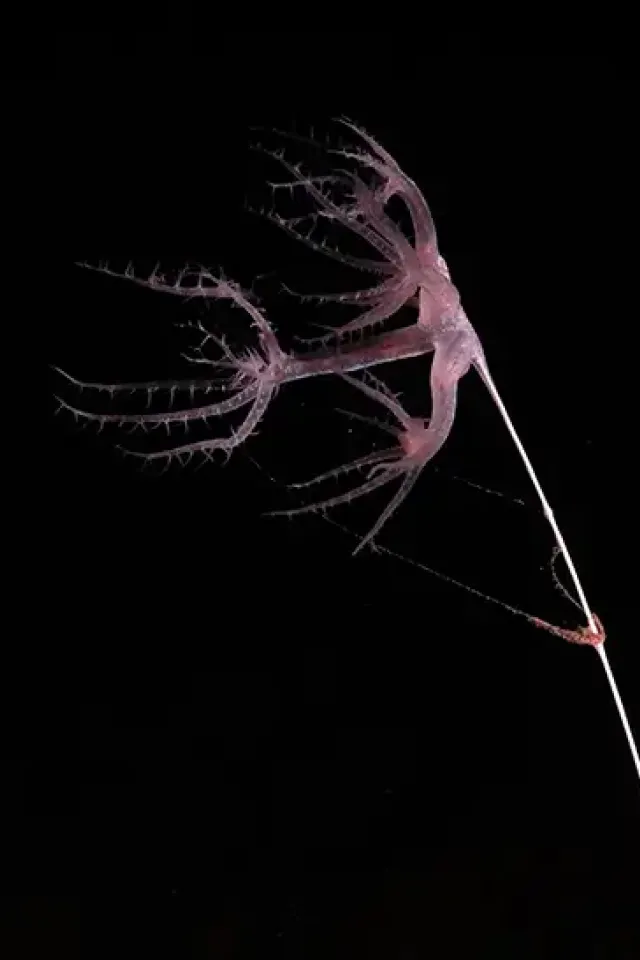 Imaging the Abyss
