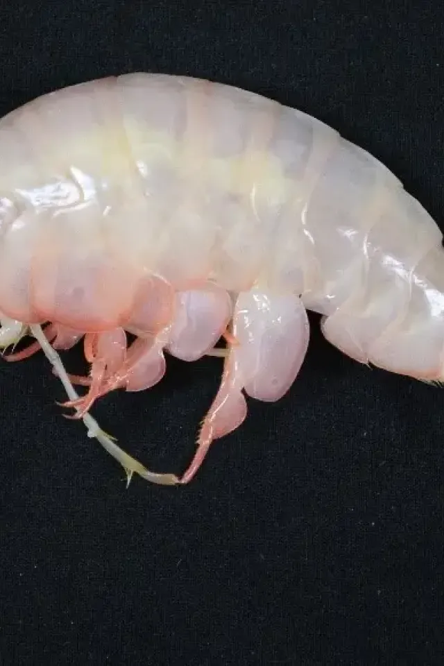 Sampling Scavenging Amphipods – and How New Trap Designs Are Tested In Situ
