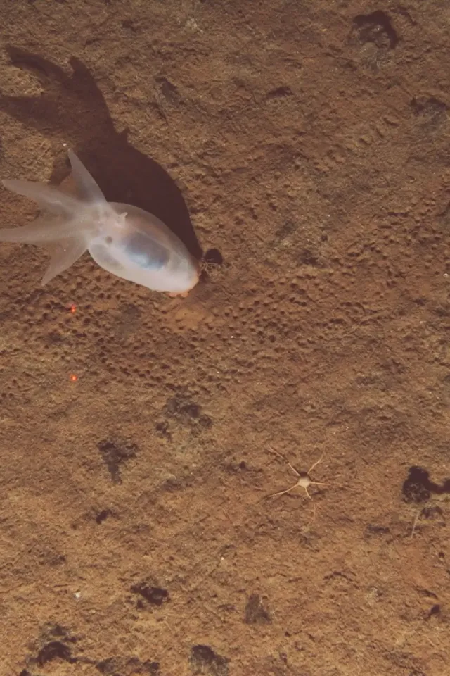 Voyage to the Abyss: Find the Deep-Sea Cucumber!