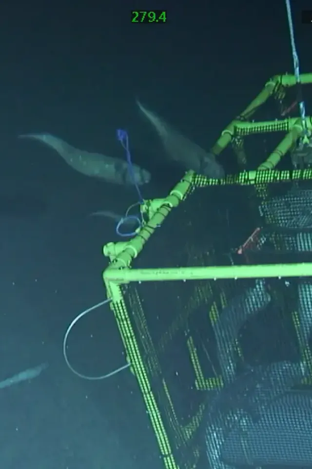 Deep-Sea Ecotoxicology