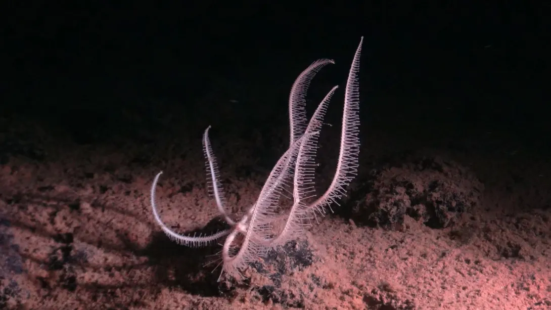 International Seabed Authority (ISA)